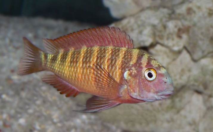 Tropheus moorii "Papagei"