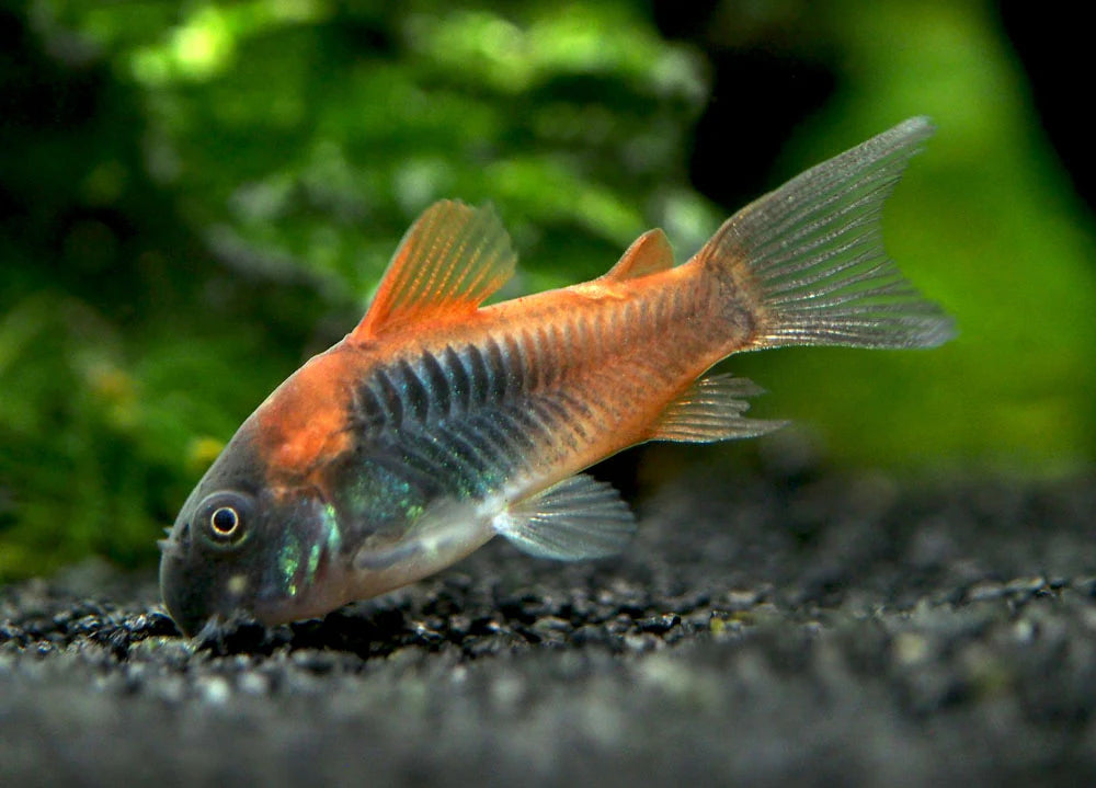 Venezuelan Cory (Corydoras venezuelanus)