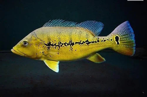 Xingu Peacock Bass (Cichla melaniae)
