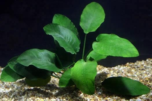 Anubias Barteri – Easy Midground Plant