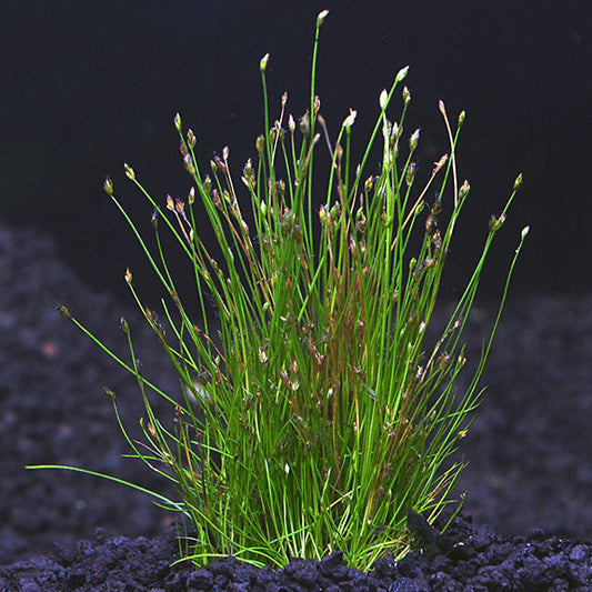 Dwarf Hairgrass in 2" Pot – Easy Foreground Aquarium Plant