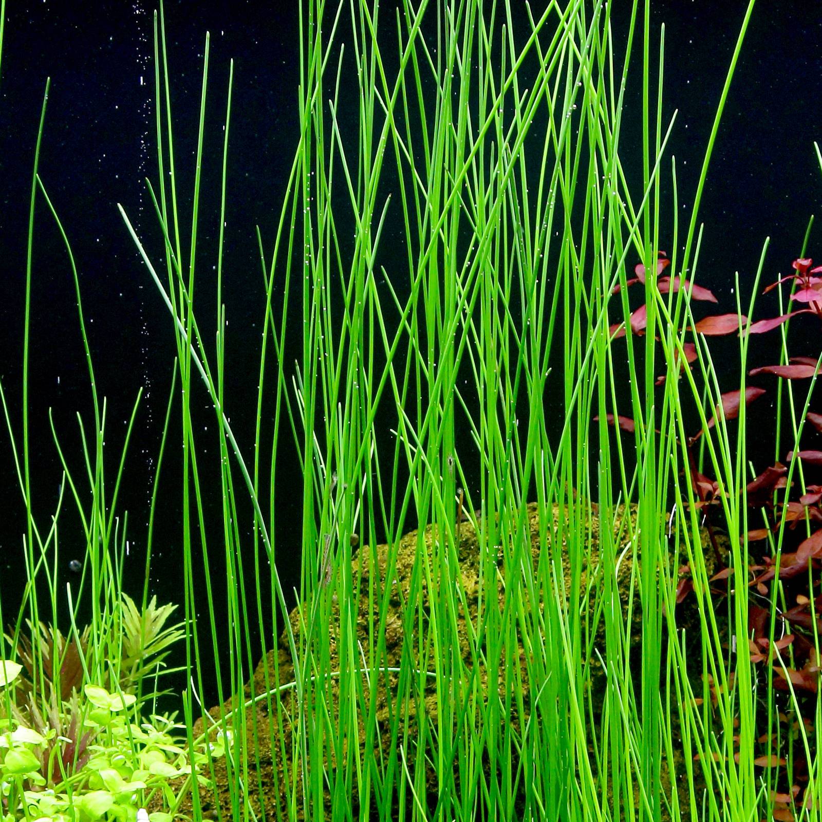 Giant Hairgrass – Easy Aquarium Plant for Backgrounds – Danaqua Live Fish &  More