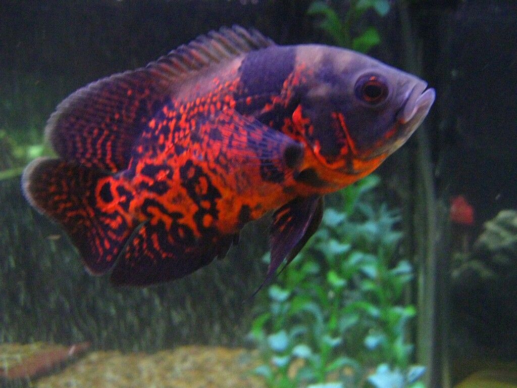 SUPER Red Tiger Oscar (Astronotus ocellatus)