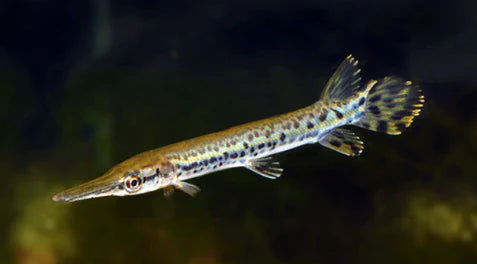 Alligator gar (Atractosteus spatula)