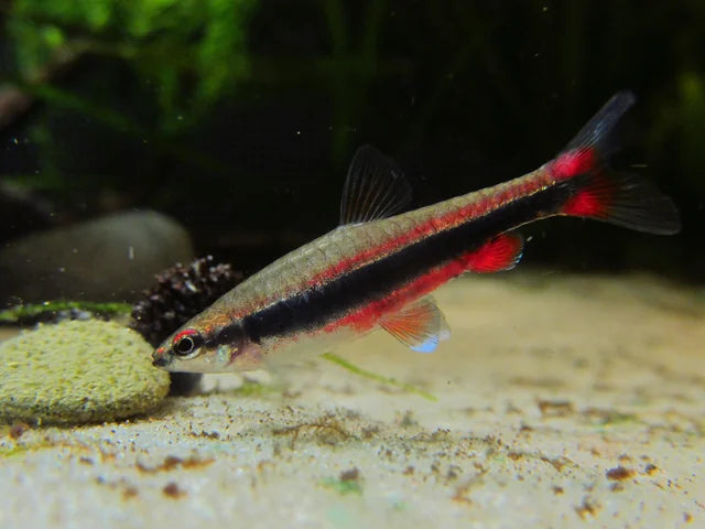 Beckford’s Pencilfish (Nannostomus beckfordi)