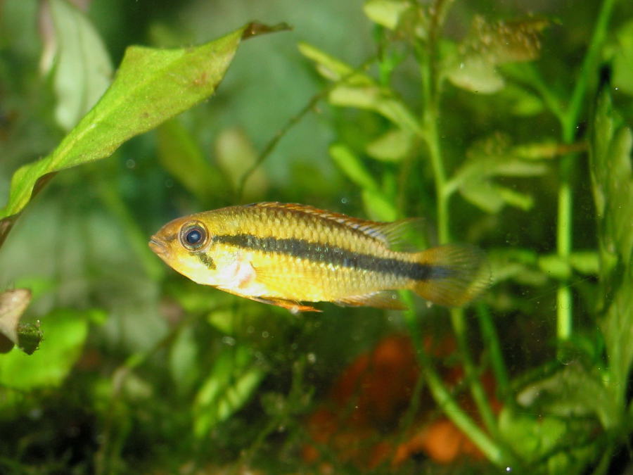 Fish Apistogramma agassizii
in an aquarium.