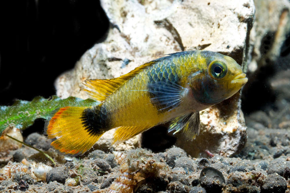 Yellow Apistogramma nijsseni fish with blue markings in an aquarium.