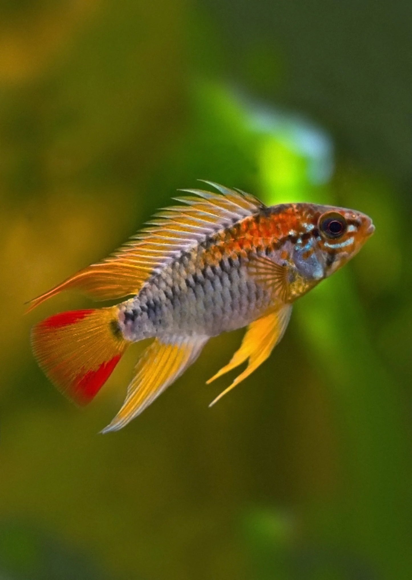 Golden Apistogramma viejita fish