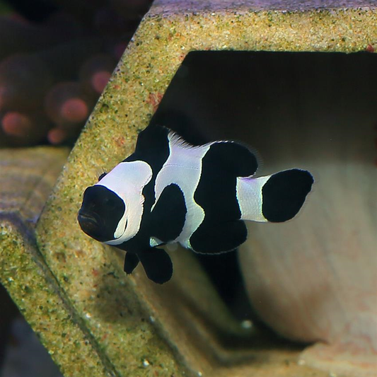 Black DaVinci (Amphiprion ocellaris)
