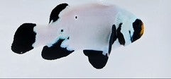 Black Frostbite clownfish ( Amphiprion ocellaris)