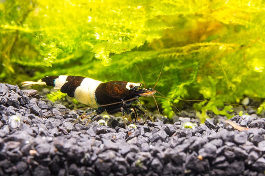 Black & White Shrimp (Pack of 6)