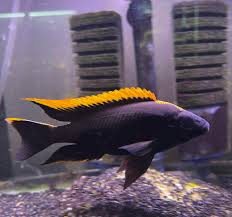 Otopharynx lithobates "Black Orange Dorsal" (Black Orange Dorsal)