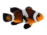 Chocolate Mocha clownfish (Amphiprion ocellaris)
