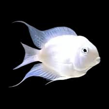 Platinum Polar Parrotfish – Danaqua Live Fish & More Platinum Polar Parrotfish – Danaqua Live Fish & More