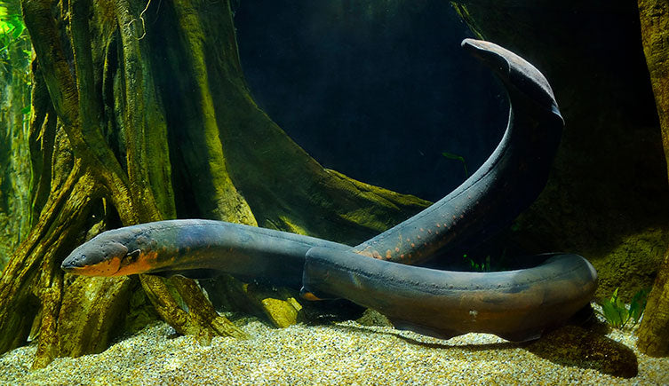 Electric Eel (Electrophorus electricus)