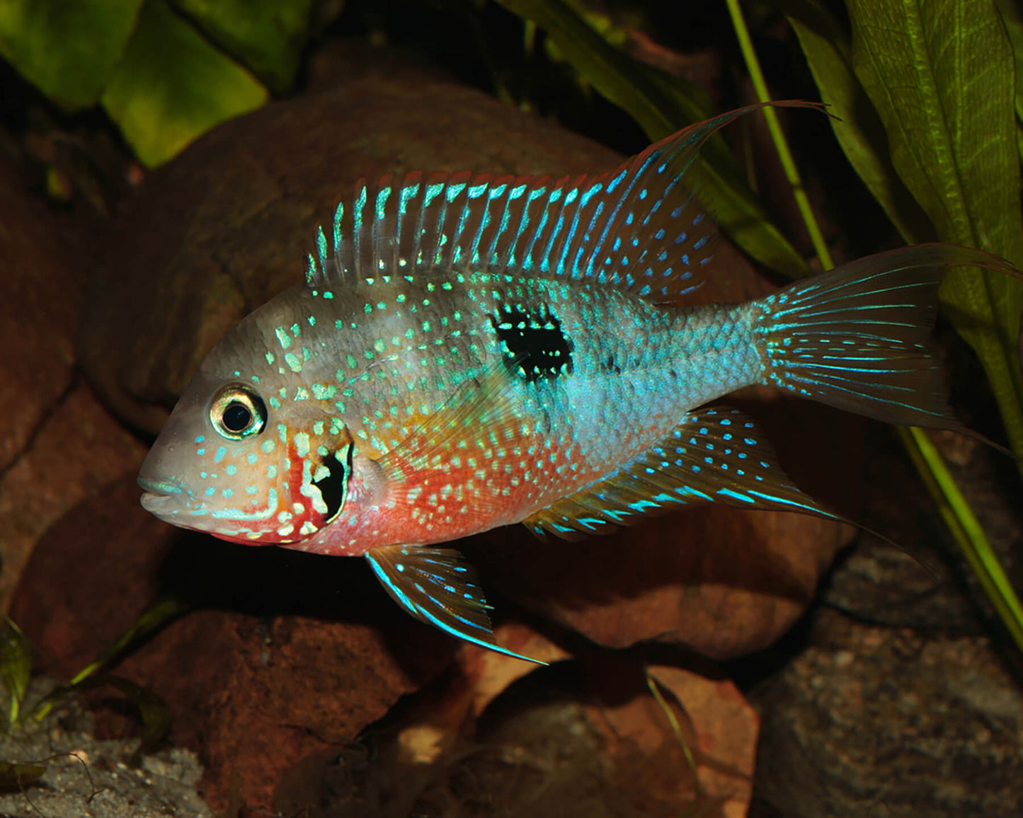 Thorichthys maculipinni (Spot Cheek Cichlid or Elliot's Cichlid)