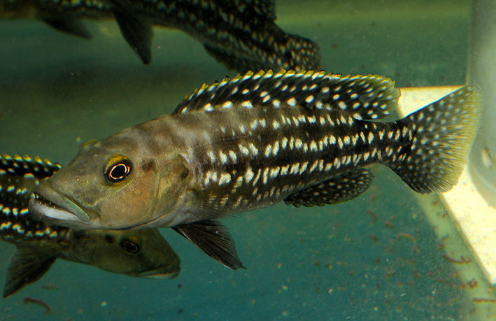 Lepidiolamprologus elongatus (Elongate Lamprologus)