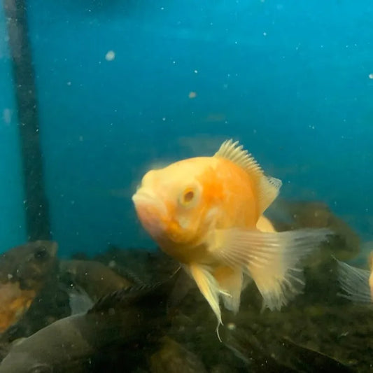 Oscar Ruby Longfin (Astronotus ocellatus)