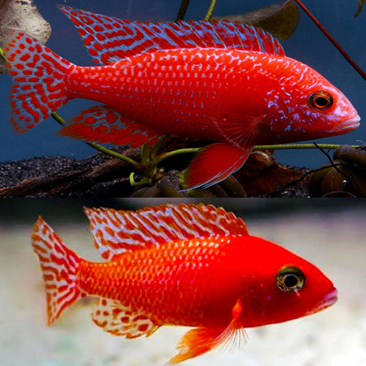 Red Fire Dragon Blood Peacock fish in an aquarium.