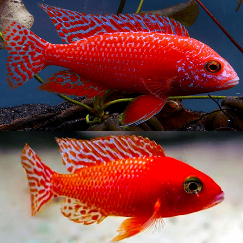 Red Fire Dragon Blood Peacock fish in an aquarium.
