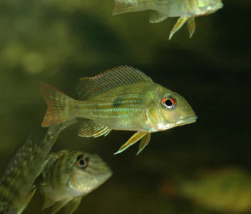 Geophagus altifrons "Rio Araguari"