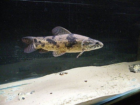 Aimara Wolf Fish (Hoplias aimara)