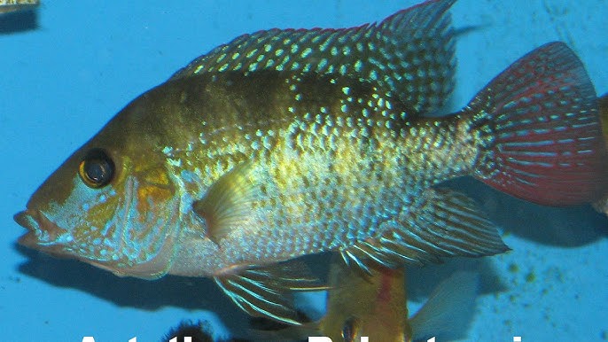 Astatheros robertsoni (Turquoise Cichlid or Robertson's Cichlid)