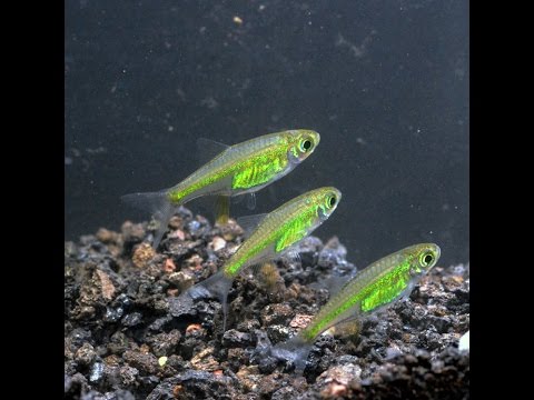 Neon Green / Kubotai Rasbora (Microdevario kubotai)