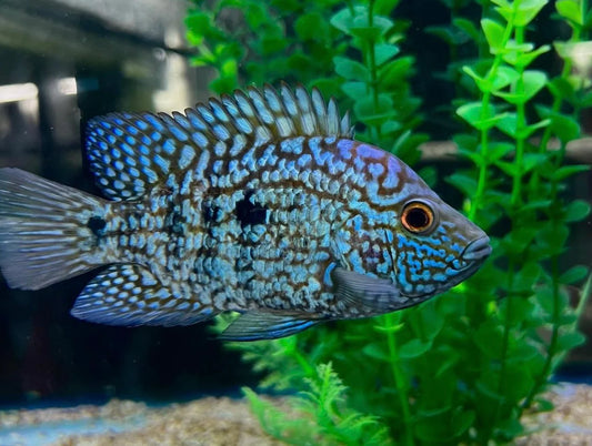 Carpintis Cichlid (Herichthys carpintis)