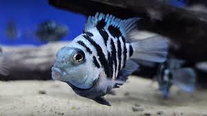 Blue Polar Parrotfish