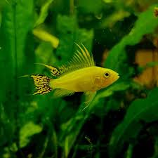 Apistogramma cacatuoides Lemon