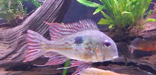 Geophagus proximus (Suriname Eartheater)