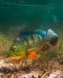 Butterfly Peacock Bass (Cichla ocellaris)