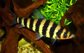 Leporinus fasciatus (Banded Leporinus)