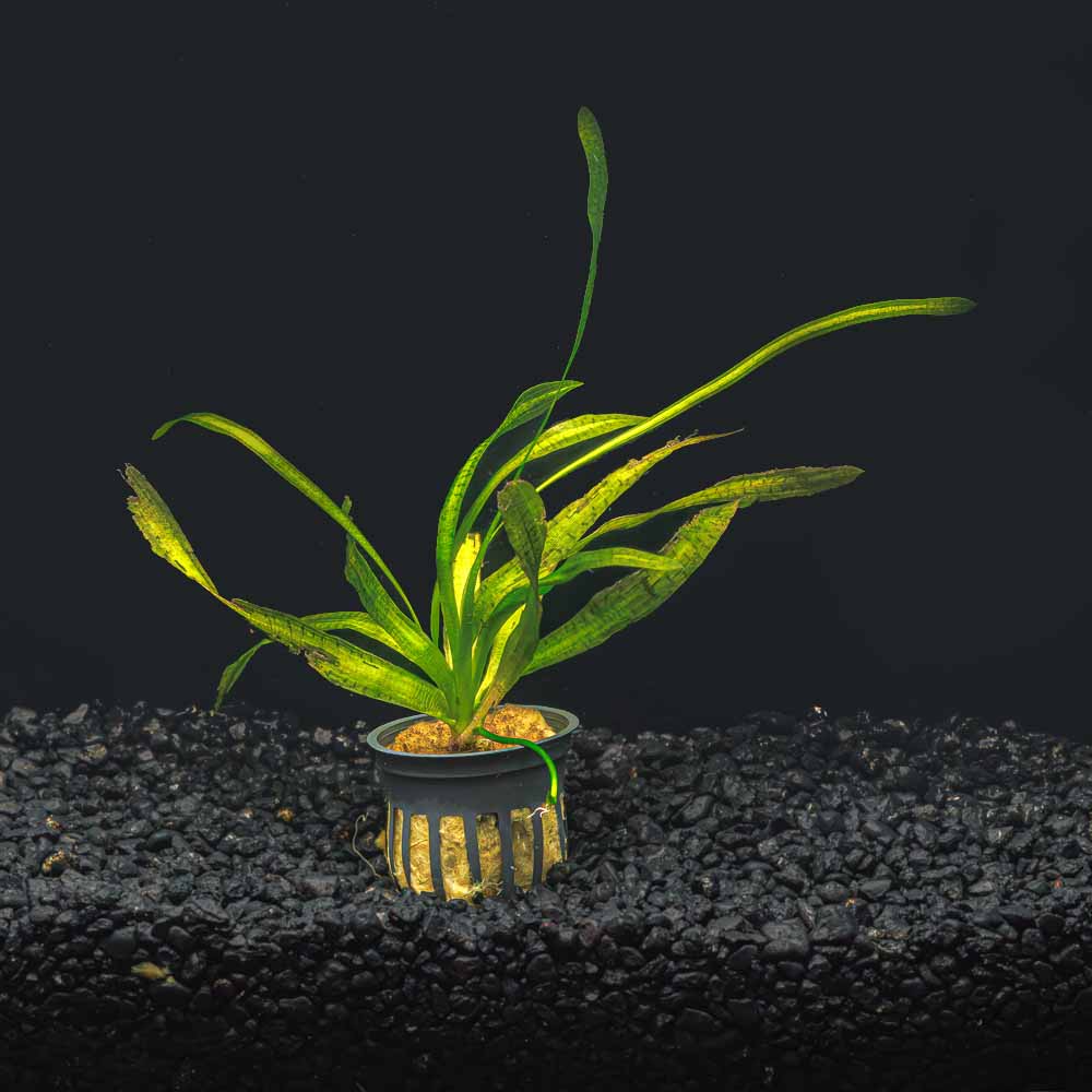 Jungle Val - Vallisneria Americana