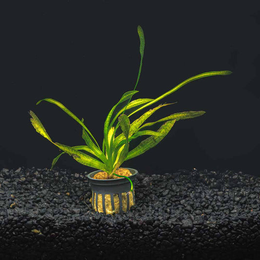 Jungle Val - Vallisneria Americana