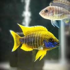 Fish Lemon Jake Peacock With Green And Blue Colors