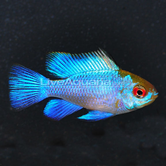 Electric Blue Ram (Mikrogeophagus ramirezi "Electric Blue")