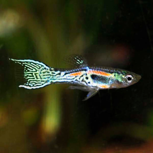 Assorted Endler's Livebearer