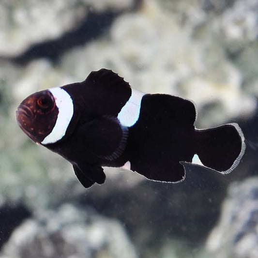 Black Extreme Misbar ( Amphiprion ocellaris)