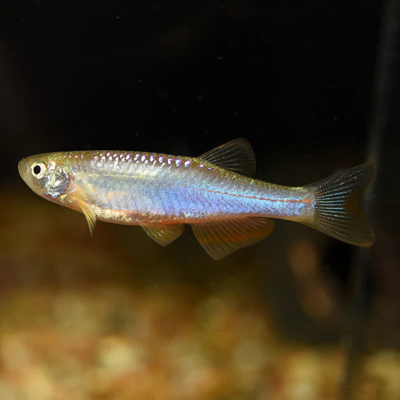 DANIO – PEARL Danio albolineatus