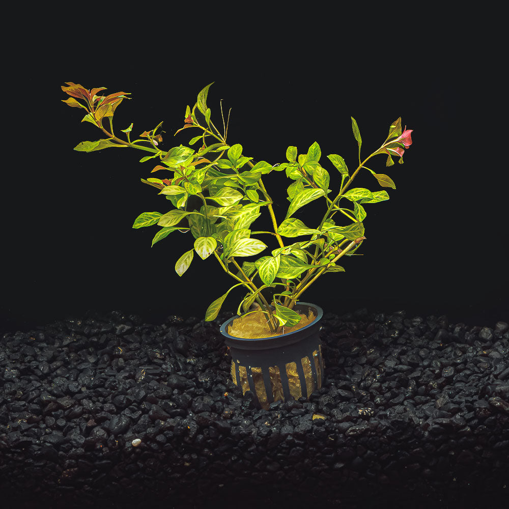 Ludwigia Repens