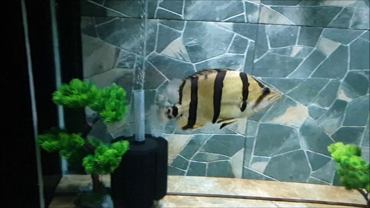 NTT Datnoid Tiger Fish (Datnioides undecimradiatus)