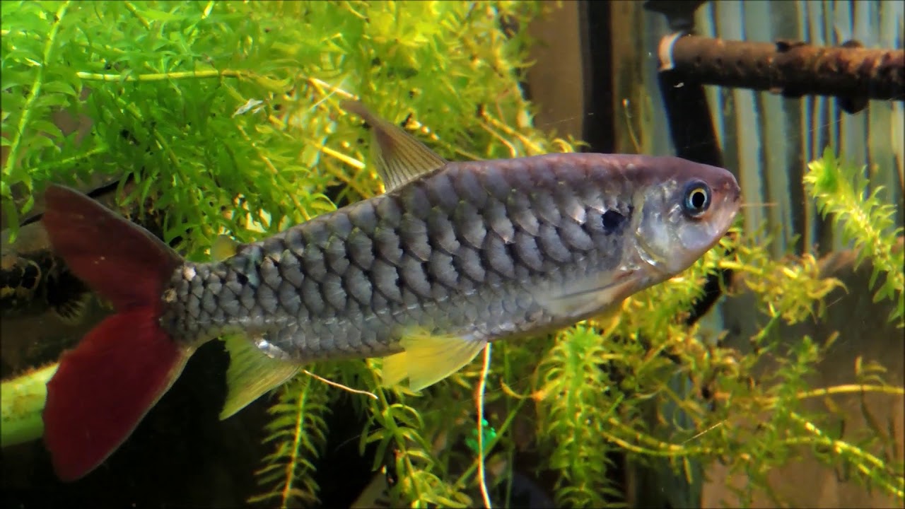 Pinktail Chalceus (Chalceus macrolepidotus)