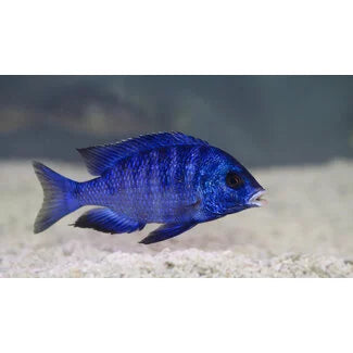 Placidochromis phenochilus "Mdoka" Mdoka White Lips