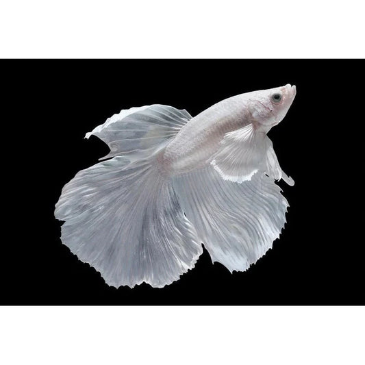 White Halfmoon Betta (Male)