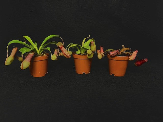 Nepenthes Mix