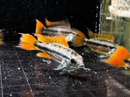 Mega Orange Cacatuoides Fish in an Aquarium
