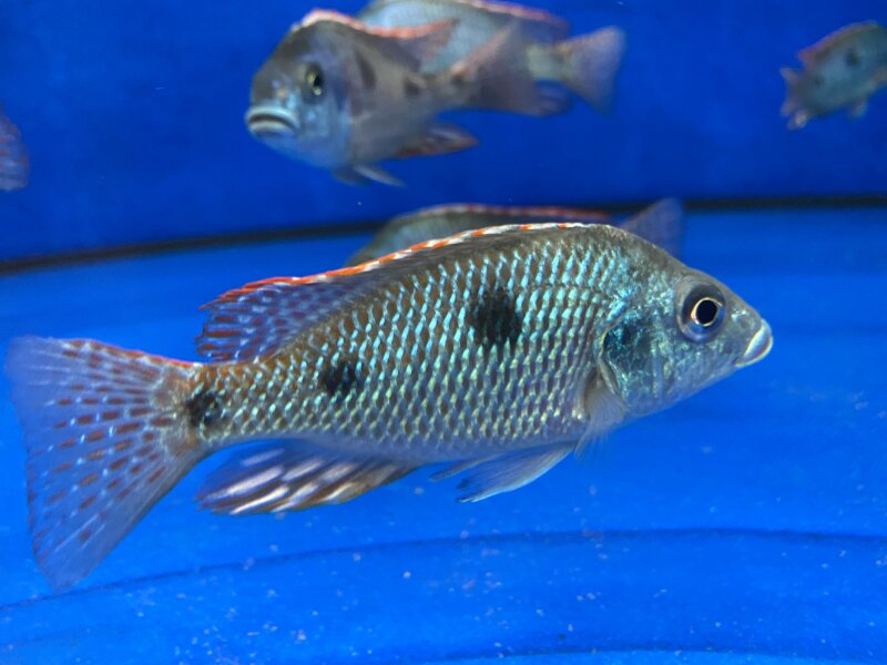 Otopharynx tetrastigma Otopharynx tetrastigma