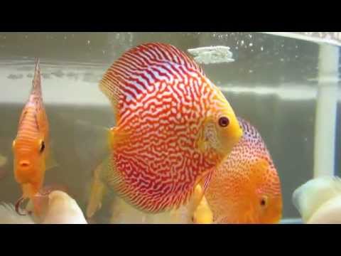 PIGEON SNAKESKIN DISCUS